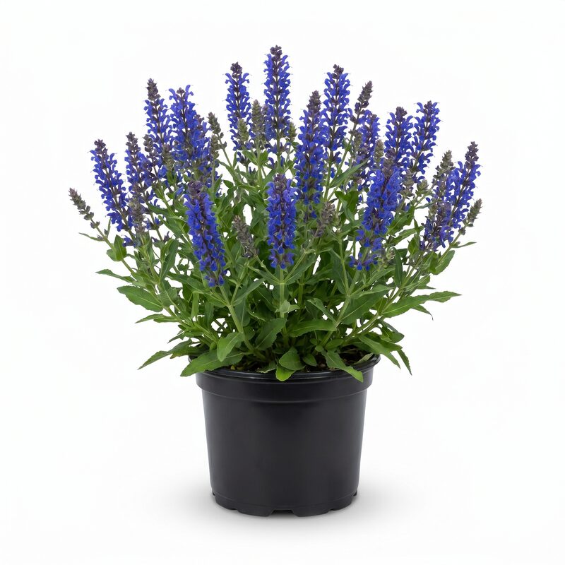 Blue Marvel Salvia image