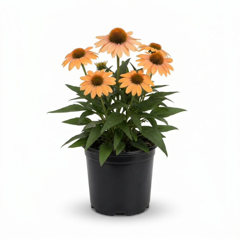 Artisan Soft Orange Coneflower image