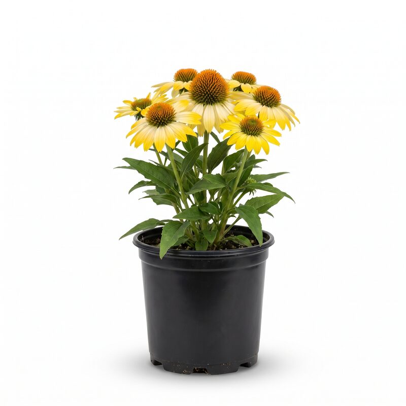 Artisan Yellow Ombre Coneflower image