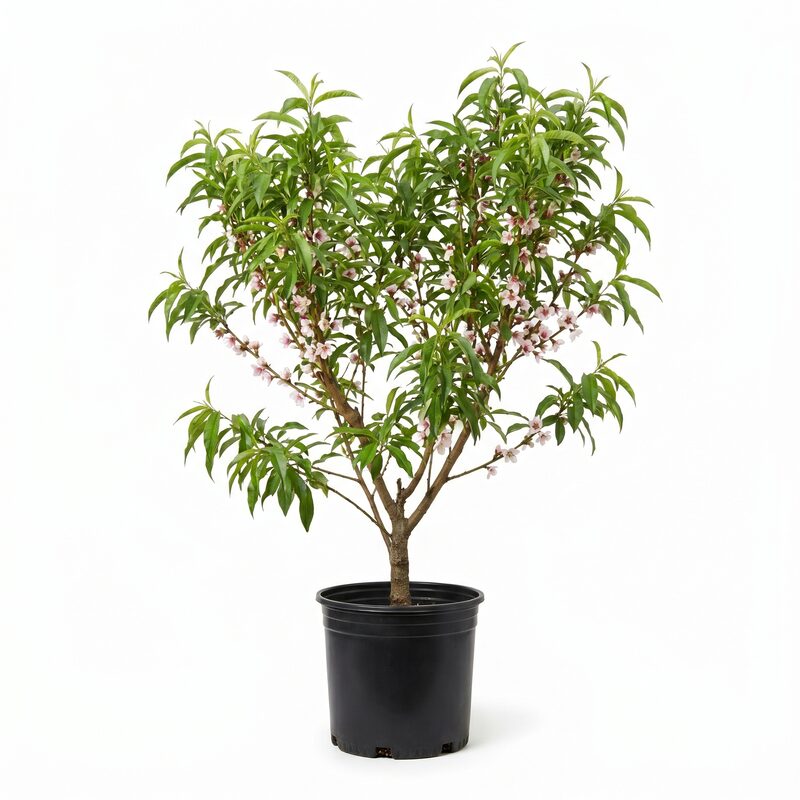 Babcock Peach Tree image