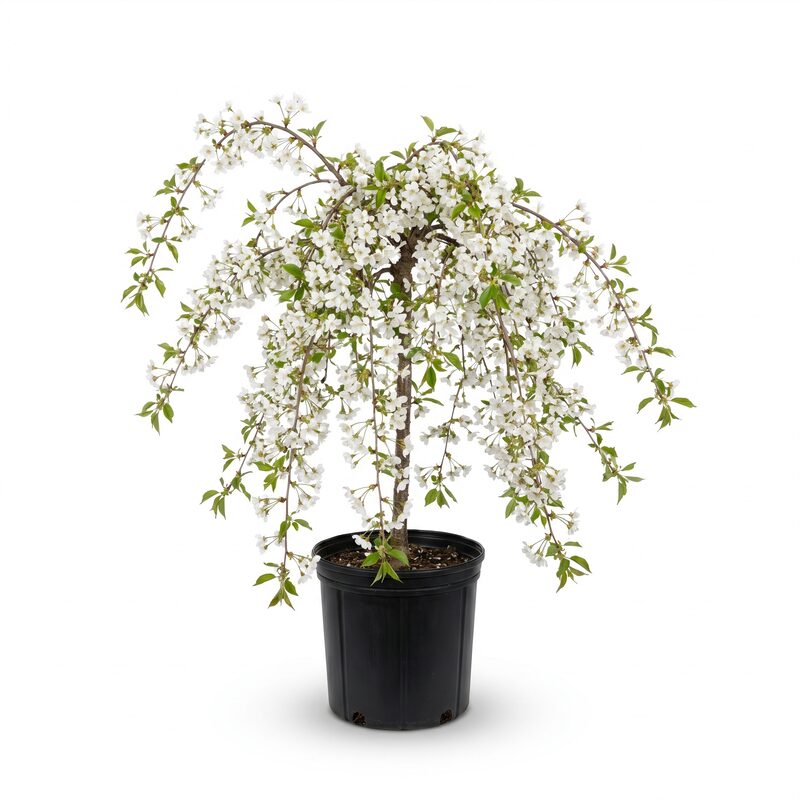 White Snow Fountain Weeping Cherry image