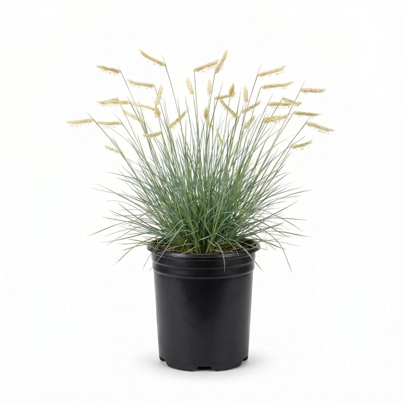 Blonde Ambition Blue Grama Grass image
