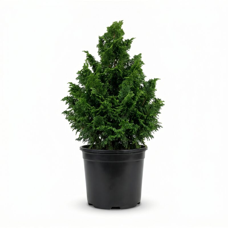 Compact Hinoki False Cypress image