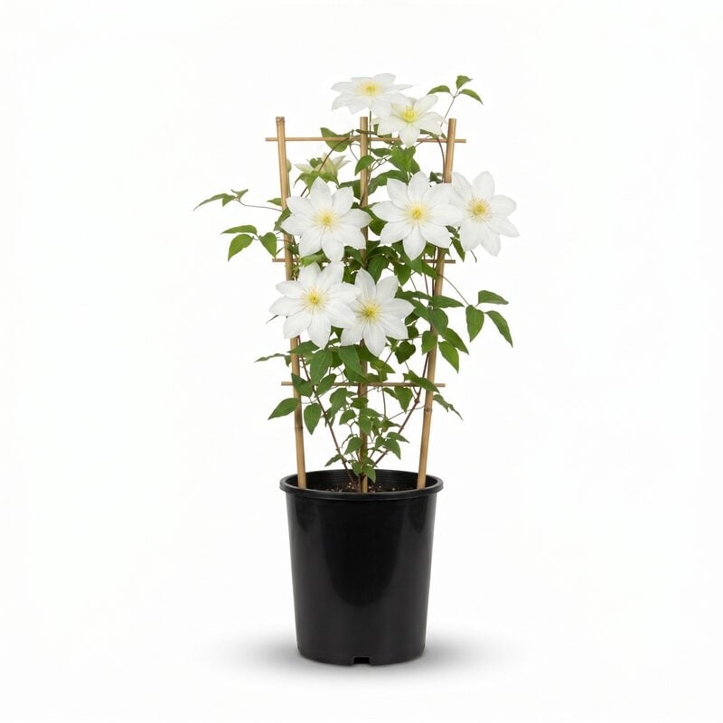 Henryi Clematis image