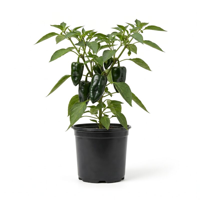 Chile Pepper Poblano image