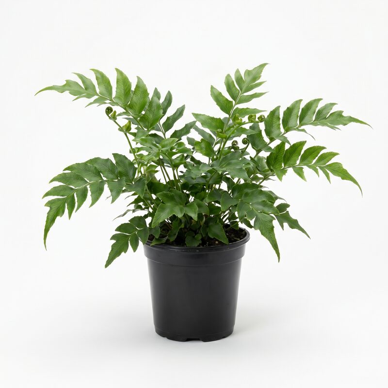 Japanese Holly Fern image