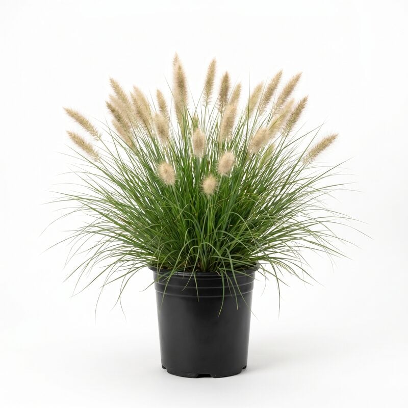Little Bunny Fountain Grass image