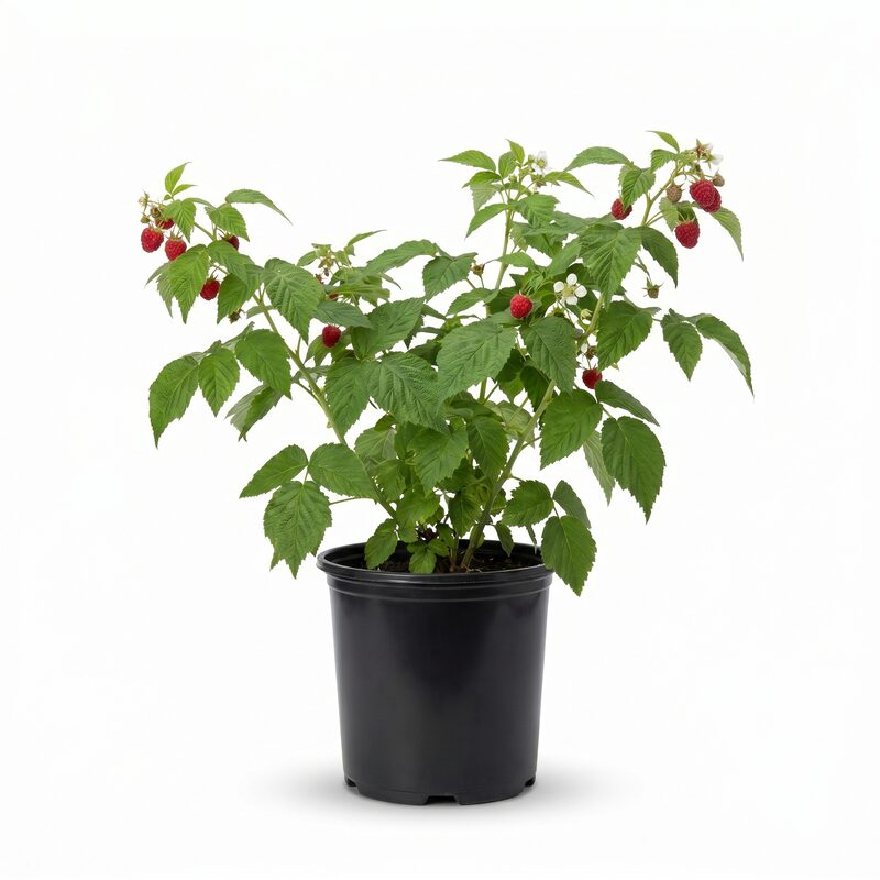 Heritage Raspberry image
