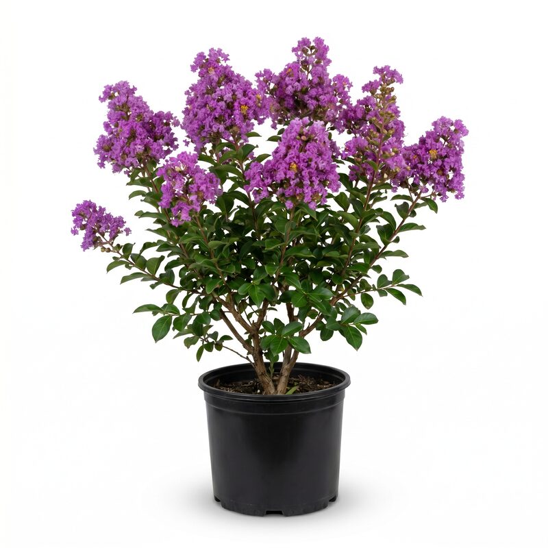 Catawba Crape Myrtle image