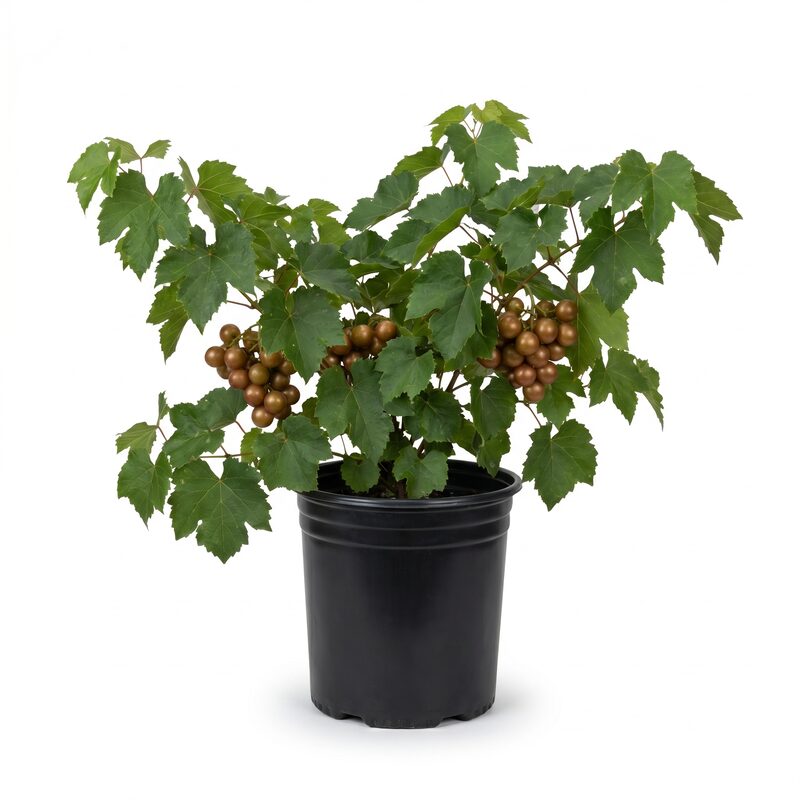 Southern Home Muscadine Grape Vine image