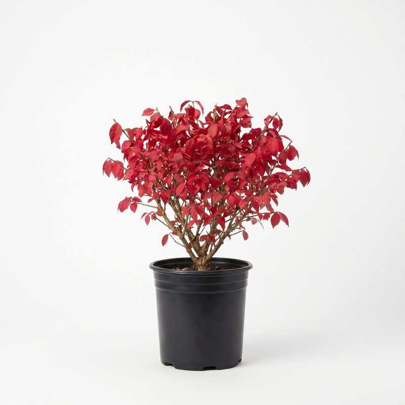 Fire Ball Burning Bush image