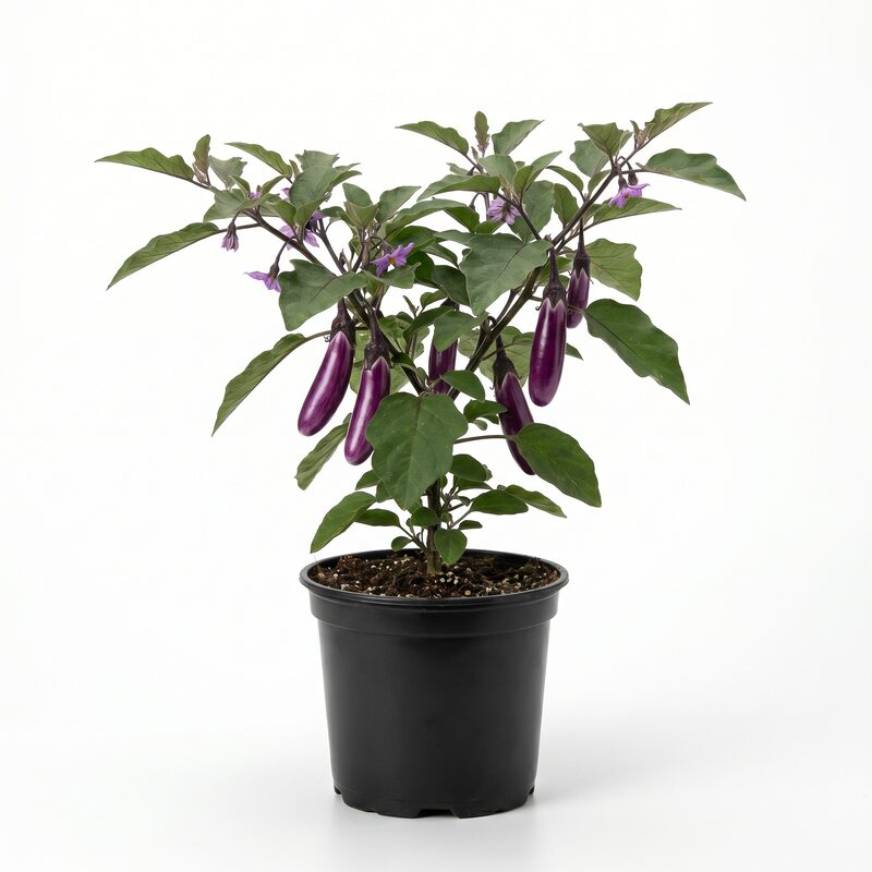 Eggplant Hansel image