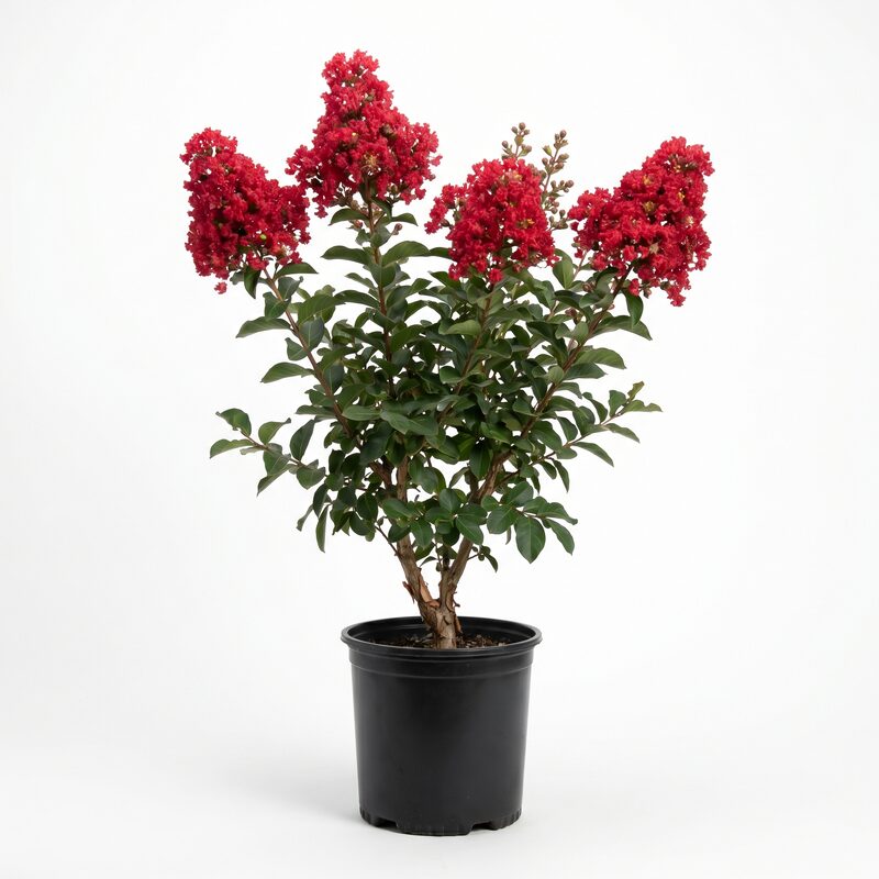 Red Rocket Crape Myrtle image
