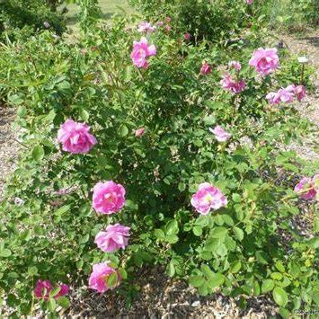 Bourbon Rose image