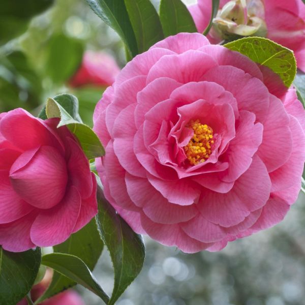 Camellia Shi Shi With Pink Blooms image