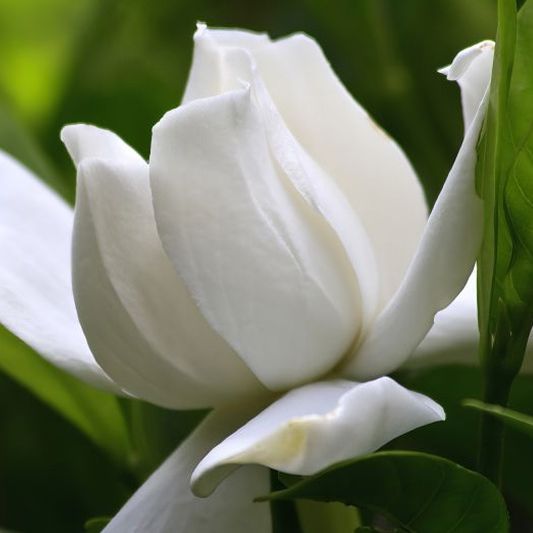 Gardenia Coconut Magic image