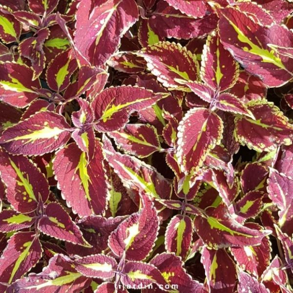 Painted Nettle Coleus image