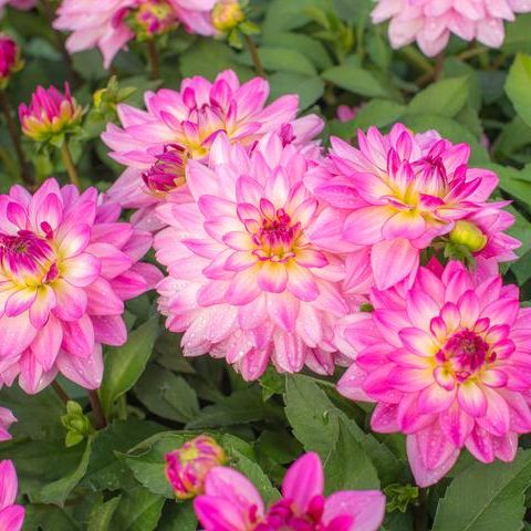 Sincerity Dahlia image