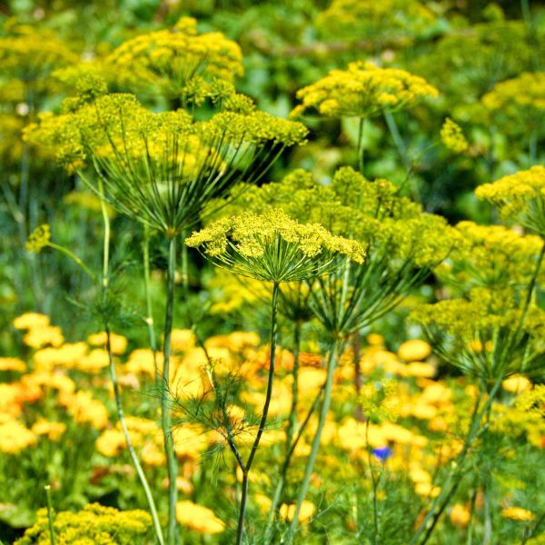 Dill image