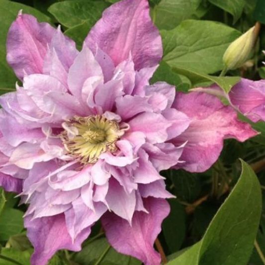Double Rose Clematis image