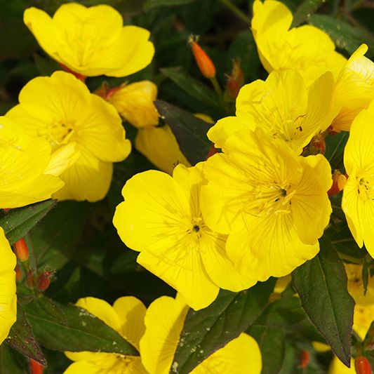 Fireworks Evening Primrose image