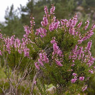 Heather image