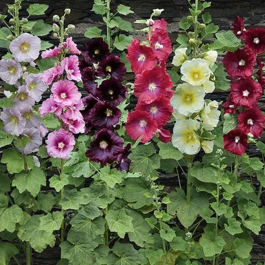 Hollyhock image