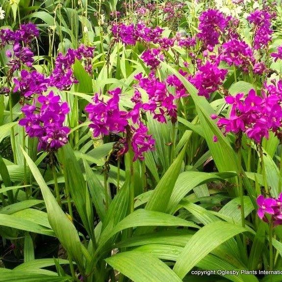 Japanese Ground Orchids image