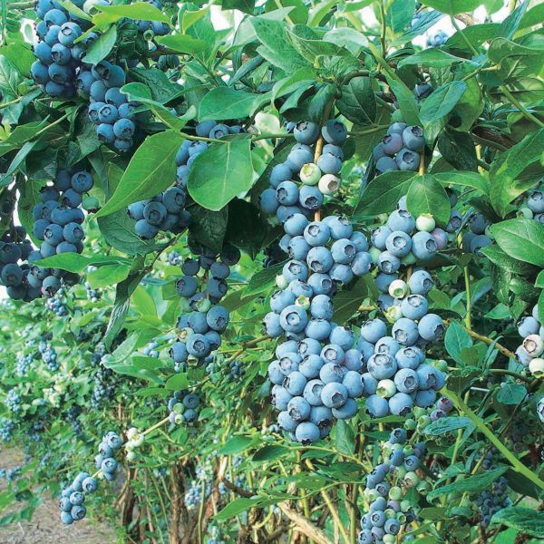 Northblue Blueberry image