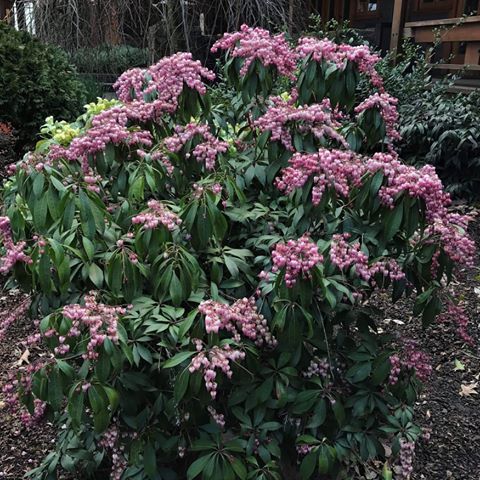 Pieris J. Katsura image