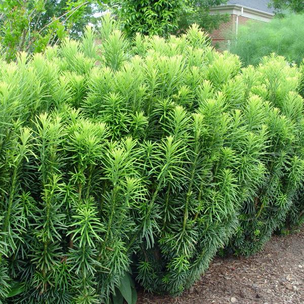 Spreading Japanese Plum Yew image