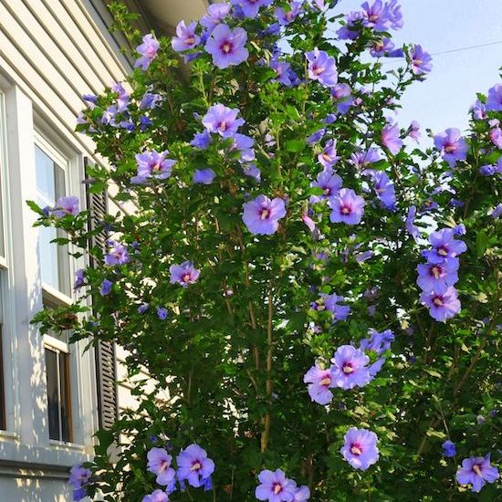 Shop The Minerva Rose Of Sharon Shrubhub Nursery