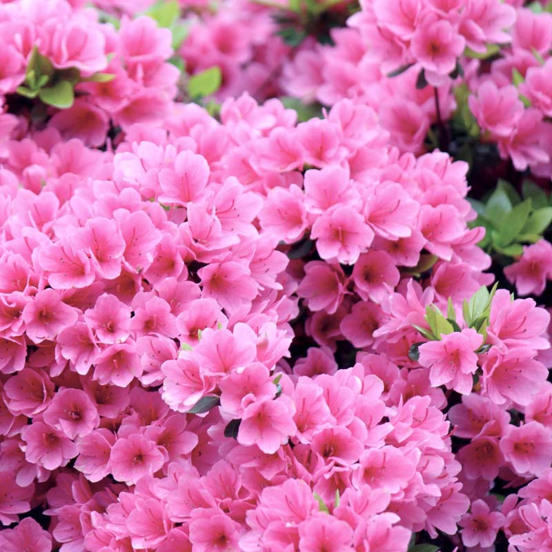 Azalea 'Pink Ruffle' Flowering Shrub With Pink Flowers image