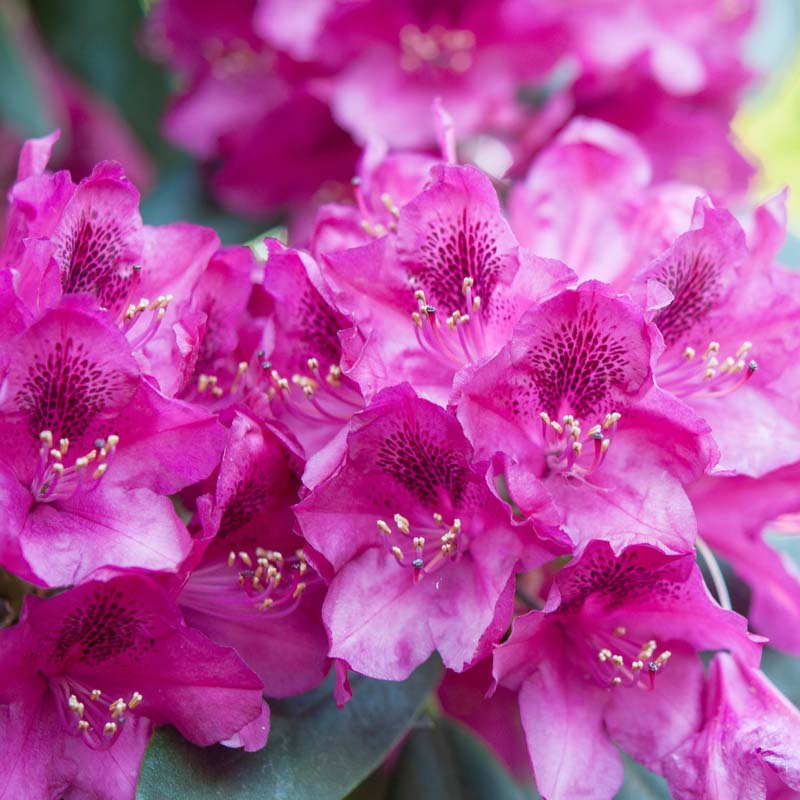 Azalea 'Formosa' - Plant With Purpose ℠ image