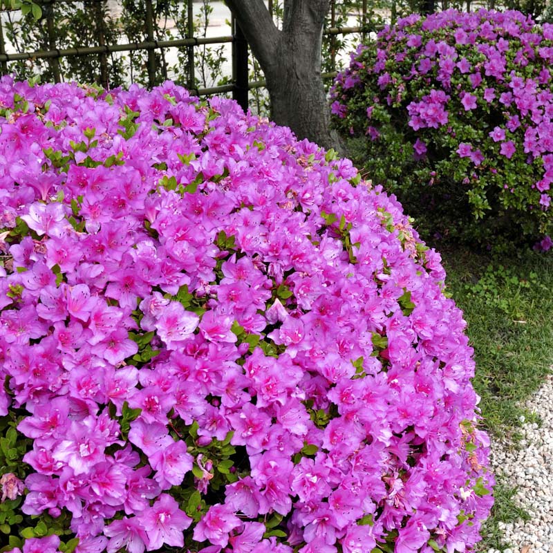 Azalea 'Poukhanense Compacta' image