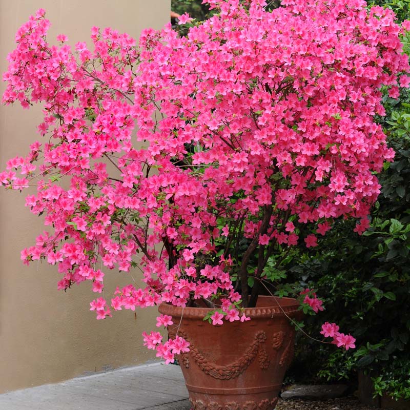 Azalea 'Nuccio'S Wild Cherry' image