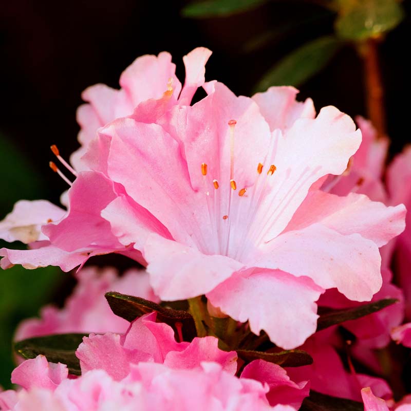 Azalea 'Watchet' image