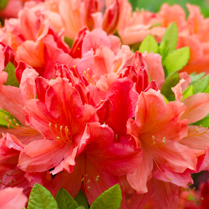 Hershey Orange Azalea Plant With Pink Blooms image