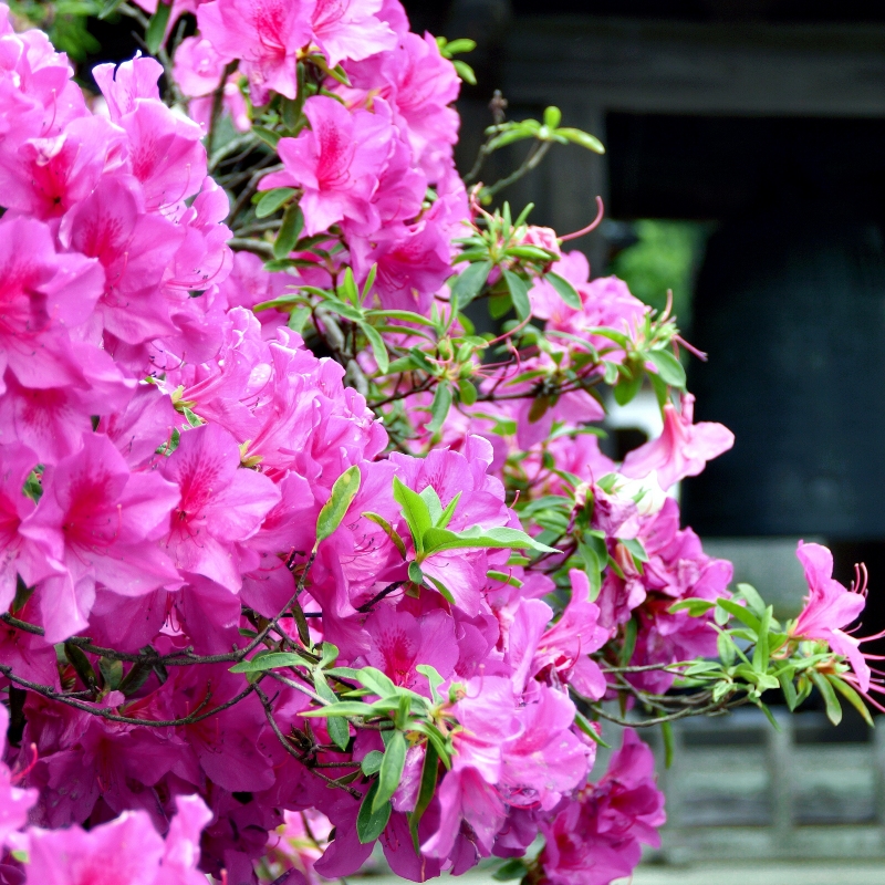 Azalea 'Karens' - Plant With Purpose ℠ image