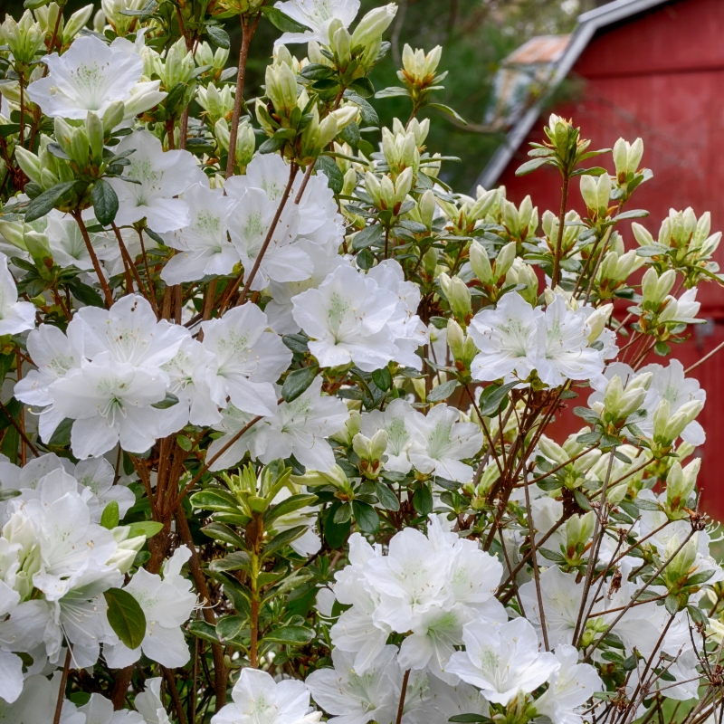 Azalea 'Glacier' image
