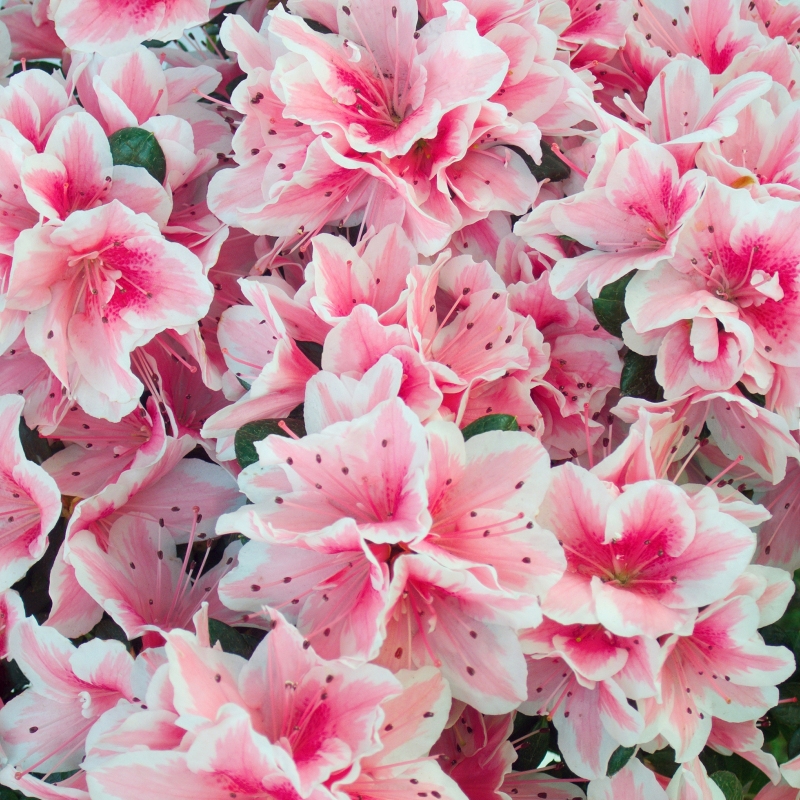 Azalea 'Conversation Piece' Flowering Shrub With Pink Blooms image