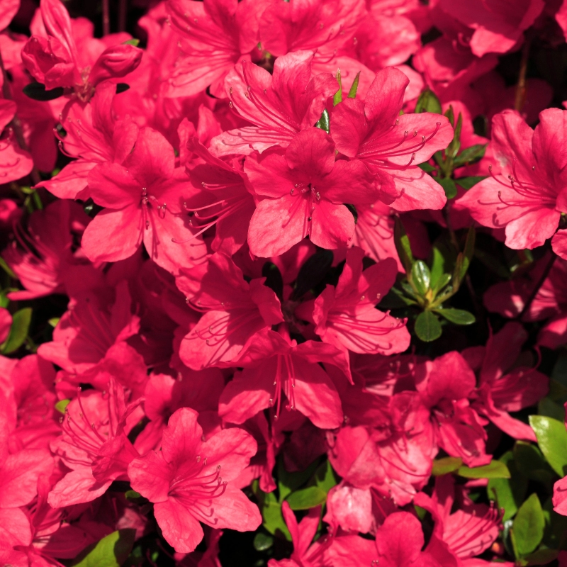 Azalea 'Sunglow' - Plant With Purpose ℠ image