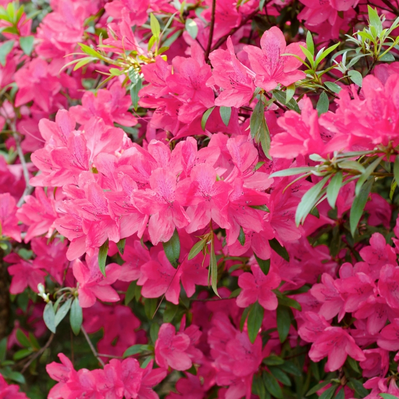 Azalea 'Chinzan'   - Plant With Purpose ℠ image