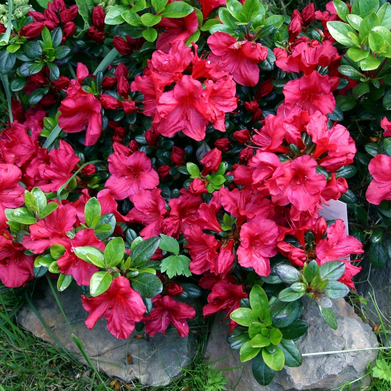 Azalea 'Johanna' - Plant With Purpose ℠ image