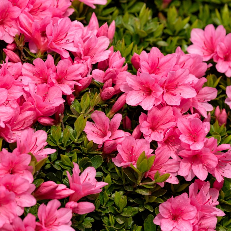 Macrantha Pink Azalea Plant With Pink Blooms image