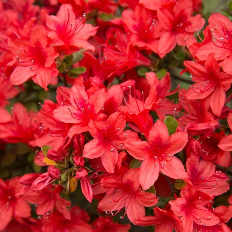 Azalea 'Red Formosa' - Plant With Purpose ℠ image