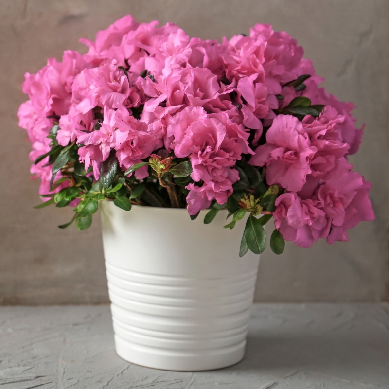 Rosebud Azalea Plant With Pink Blooms image