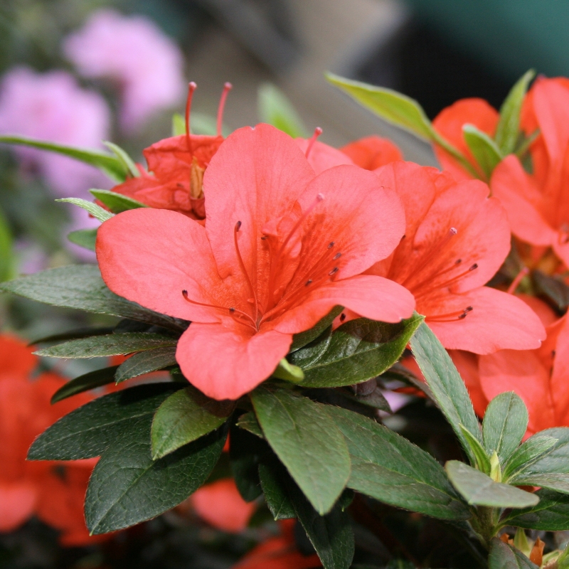 Macrantha Orange Azalea Plant With Pink Blooms image