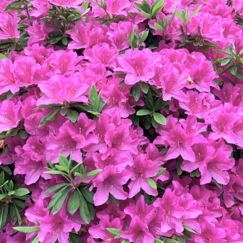 Mildred Azalea Plant With Pink Blooms image