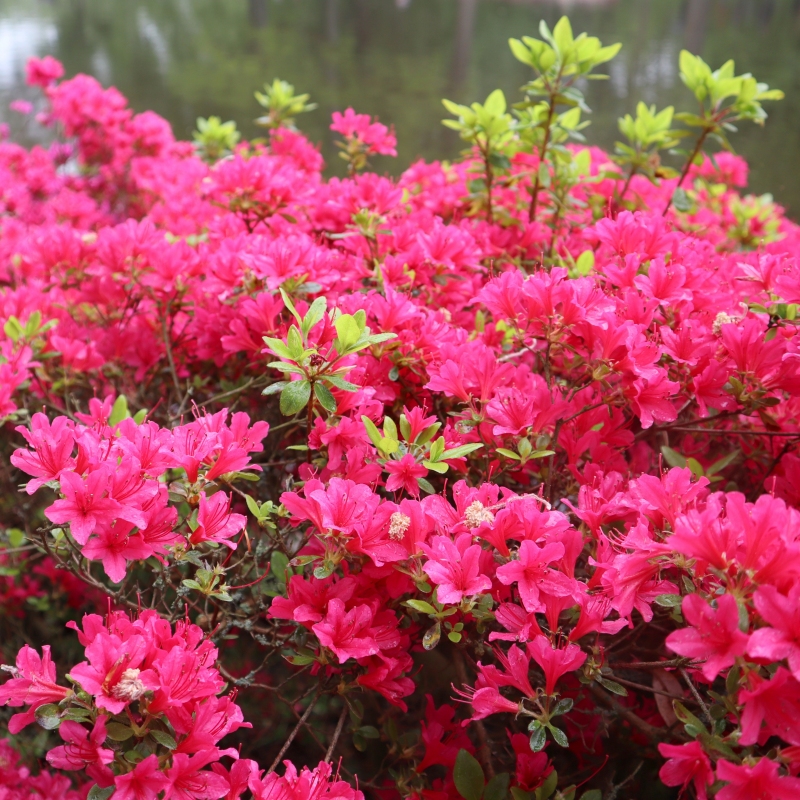 Hinode Giri Azalea Plant With Pink Blooms image